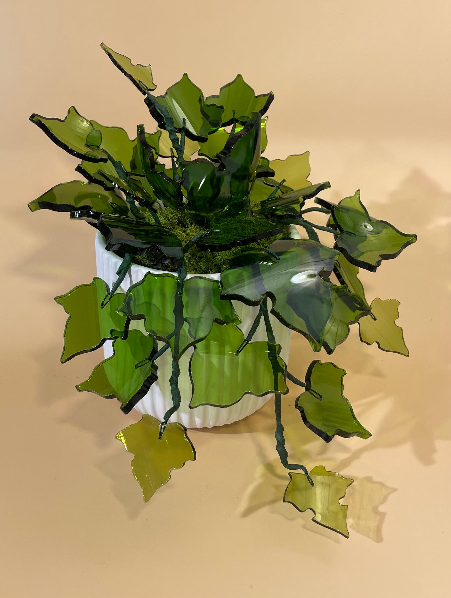 Pinot Ivy