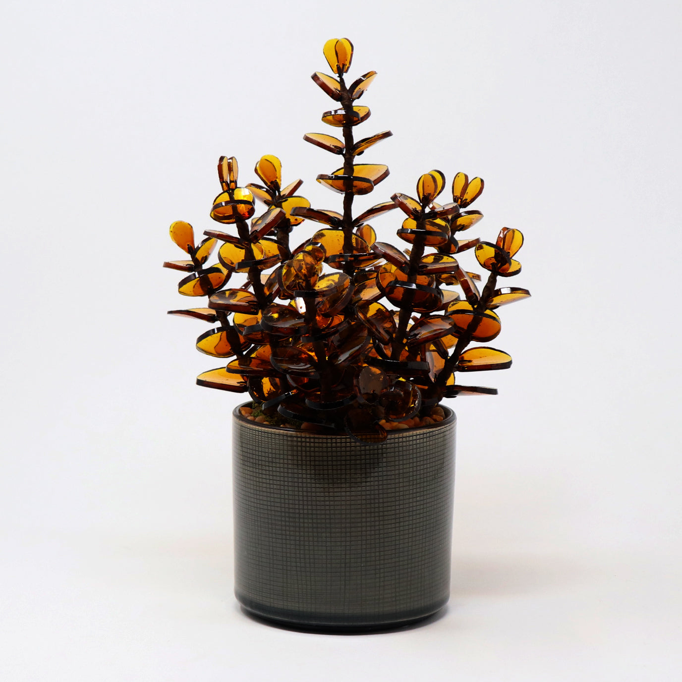 Eucalyptus Planter