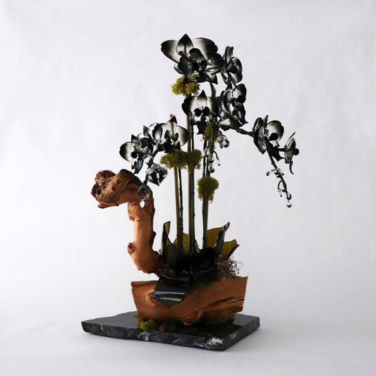 Black and Clear Driftwood Orchid