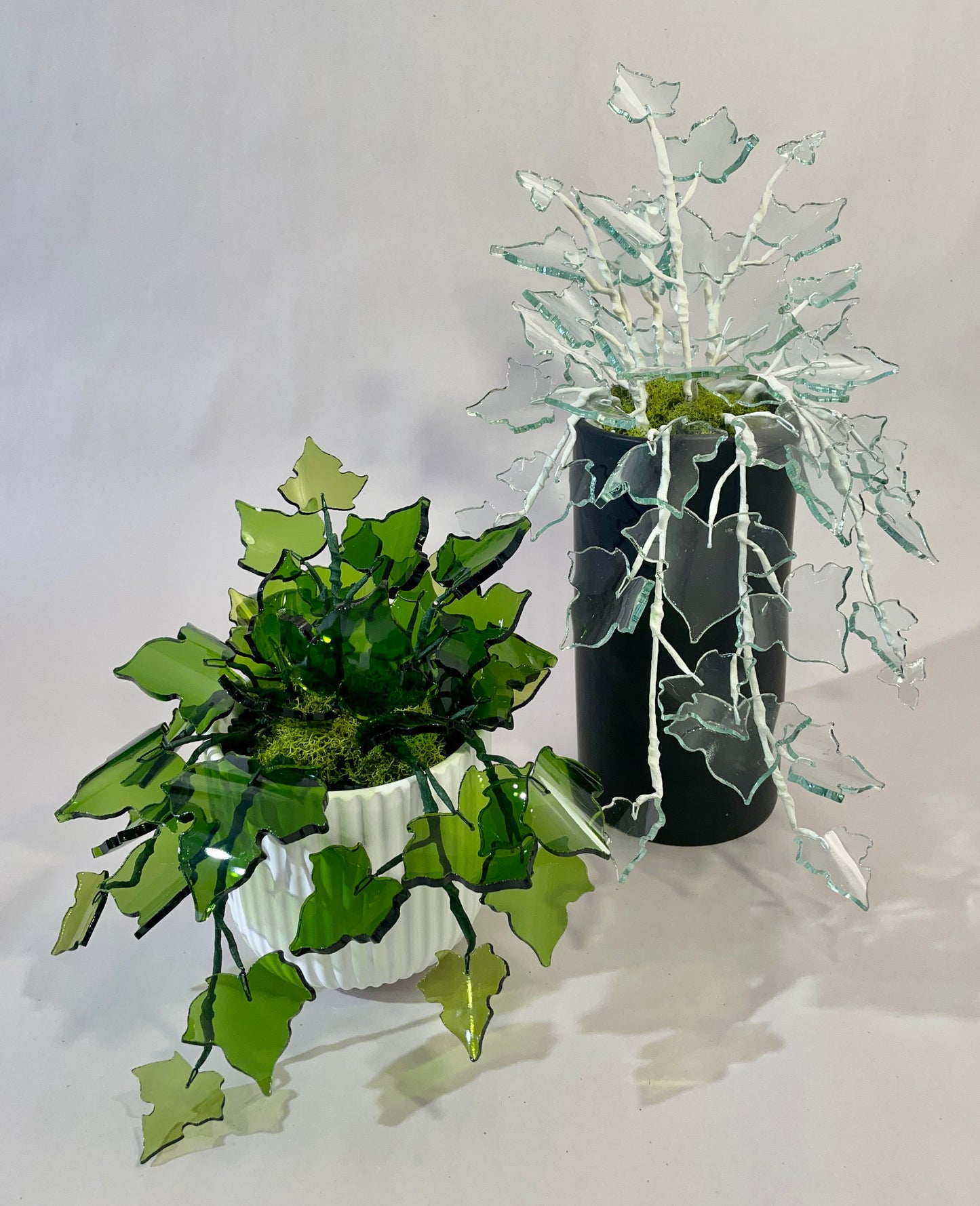 Pinot Ivy