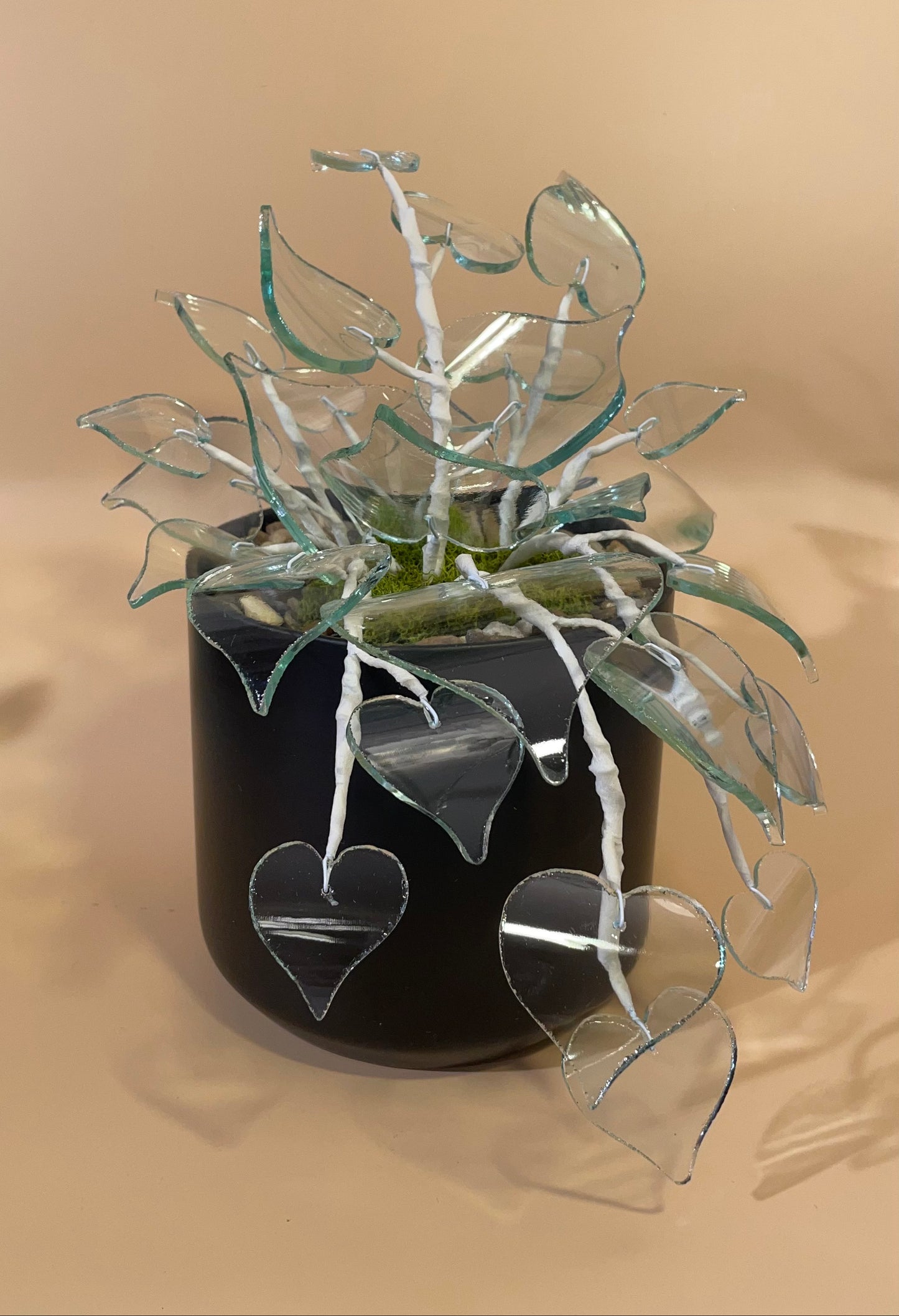 Pinot Pothos