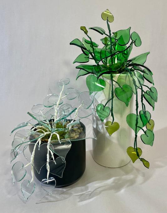 Pinot Pothos